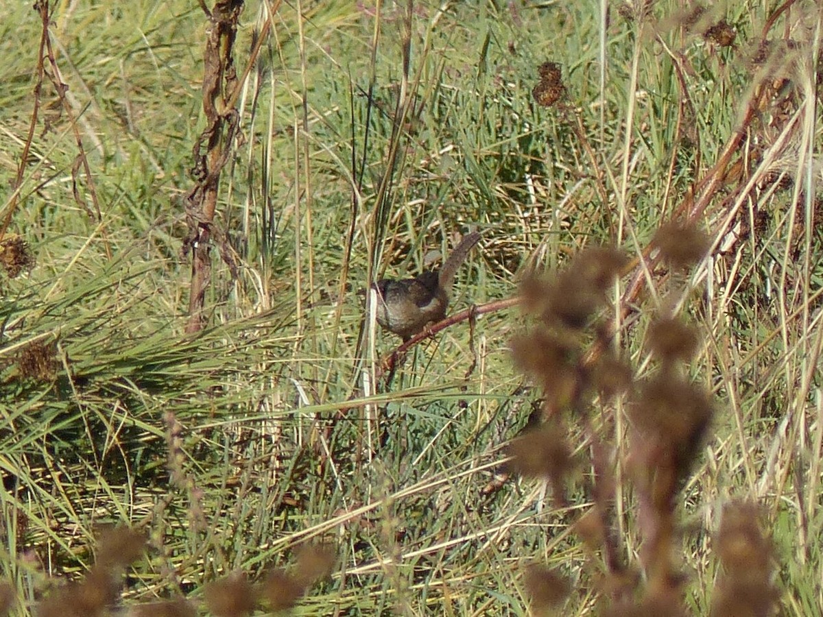 House Wren - ML531122931