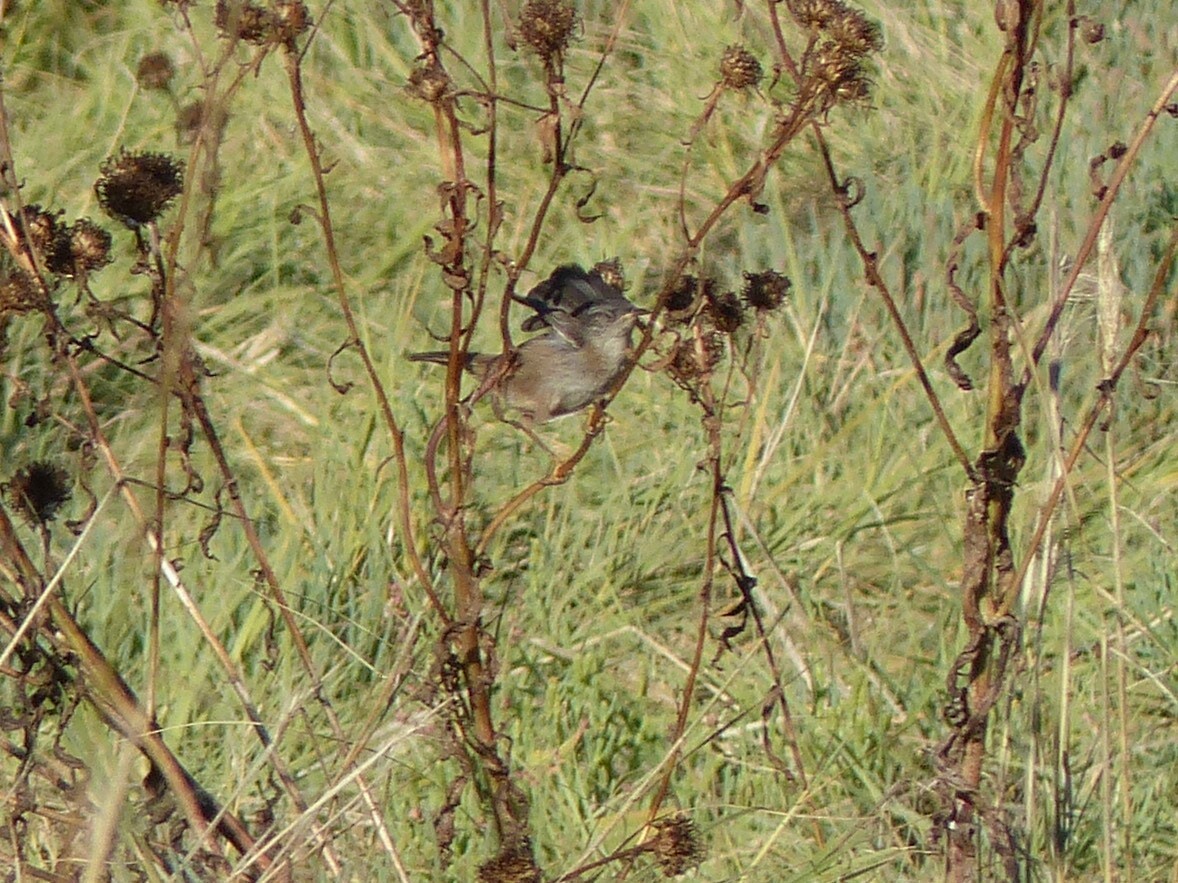 House Wren - ML531122941