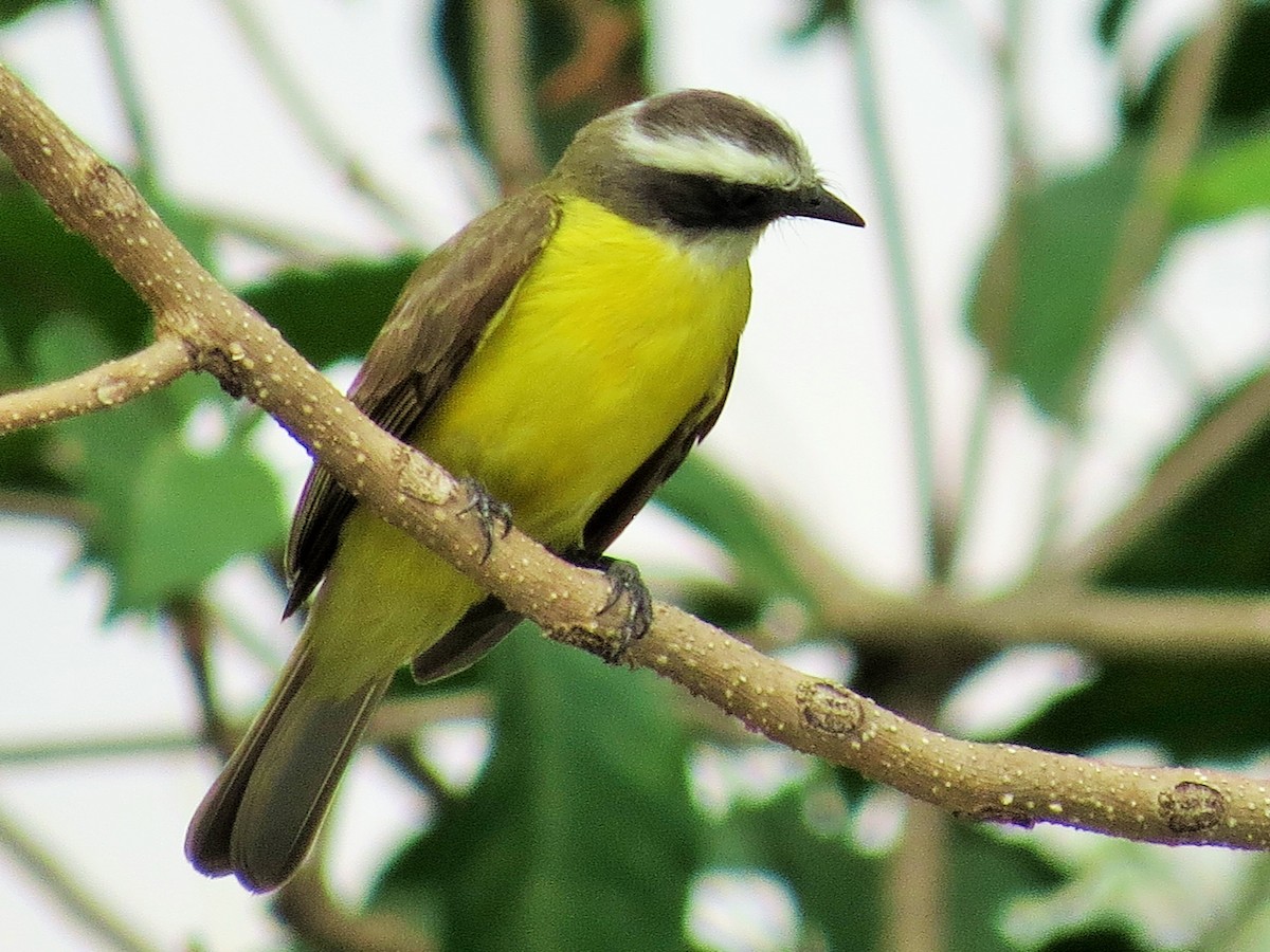 アカボウシヒタキモドキ - ML53112301