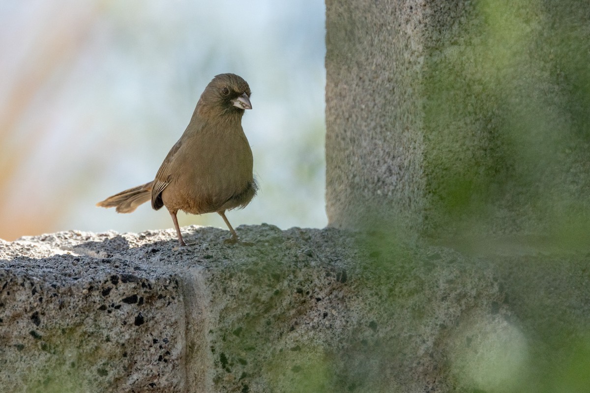 Abert's Towhee - ML531124151
