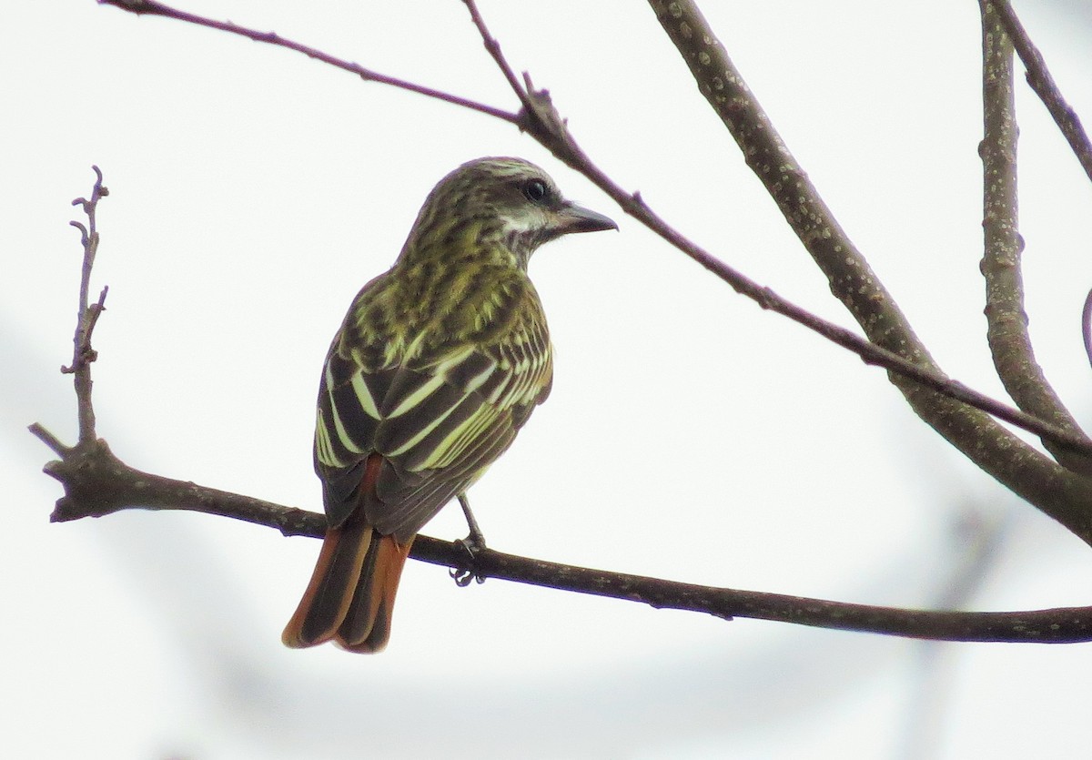 Sulphur-bellied Flycatcher - Oliver  Komar