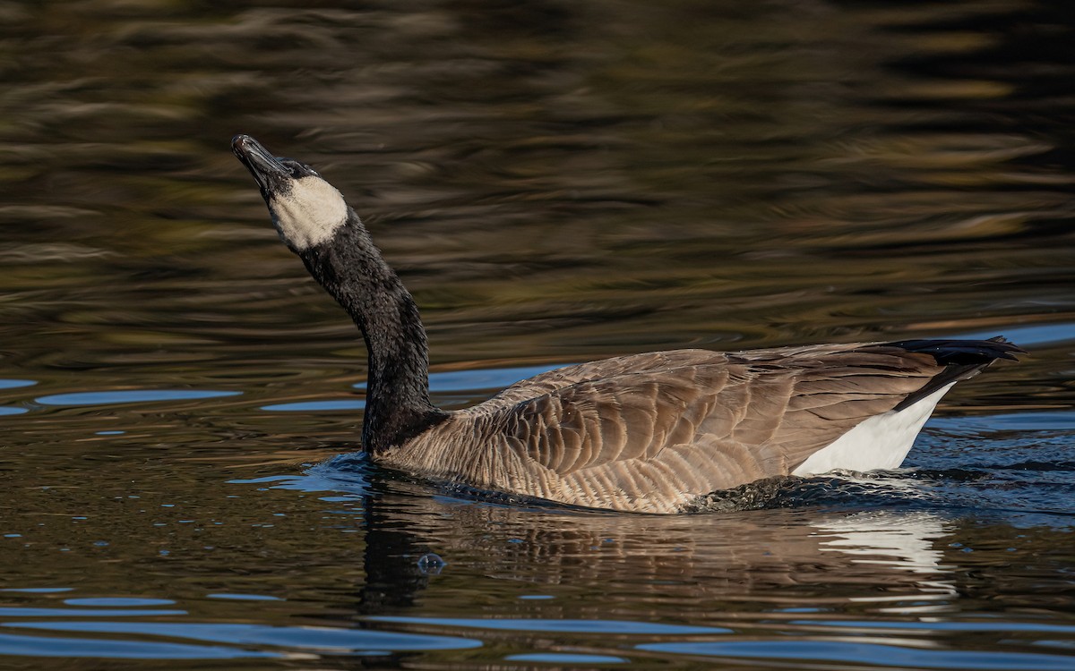 berneška velká (ssp. moffitti/maxima) - ML531125361