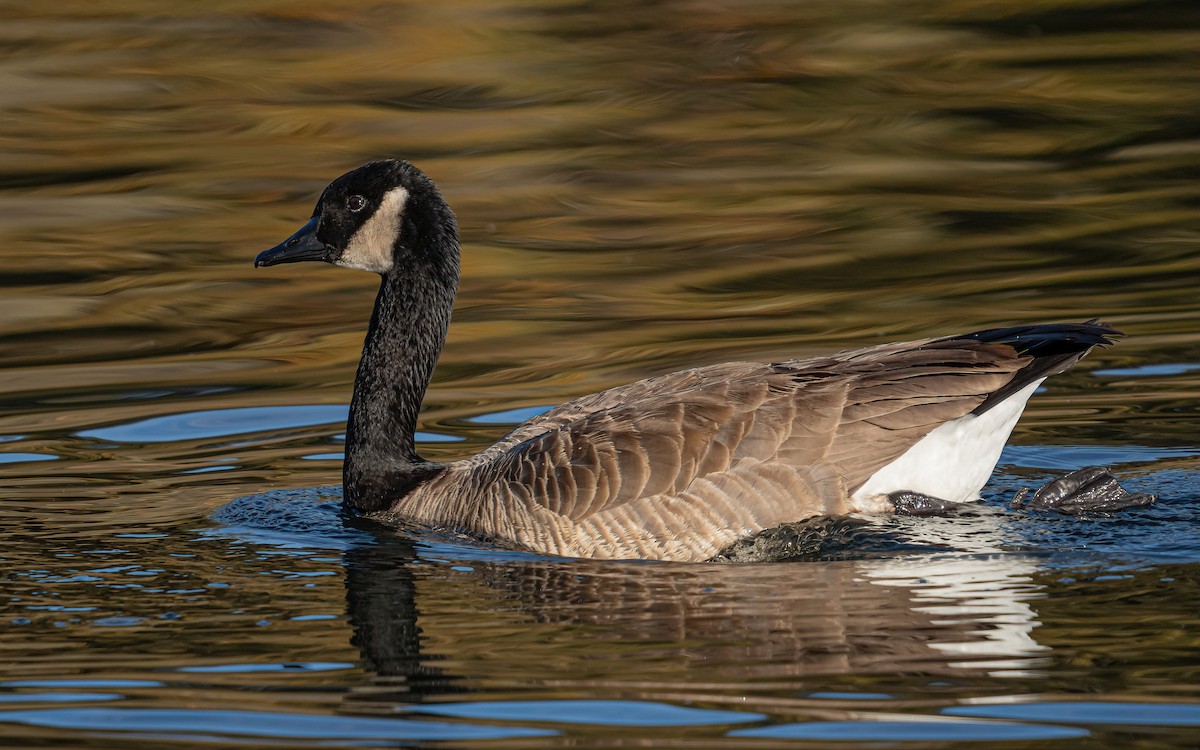 Canada Goose (moffitti/maxima) - ML531125441