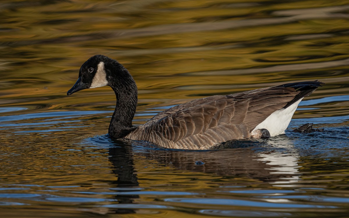 Canada Goose (moffitti/maxima) - ML531125611