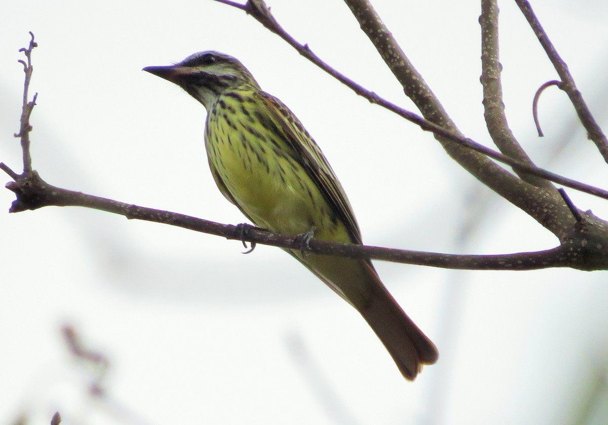 Sulphur-bellied Flycatcher - ML53112611