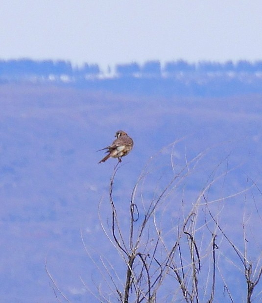 American Kestrel - ML531126221