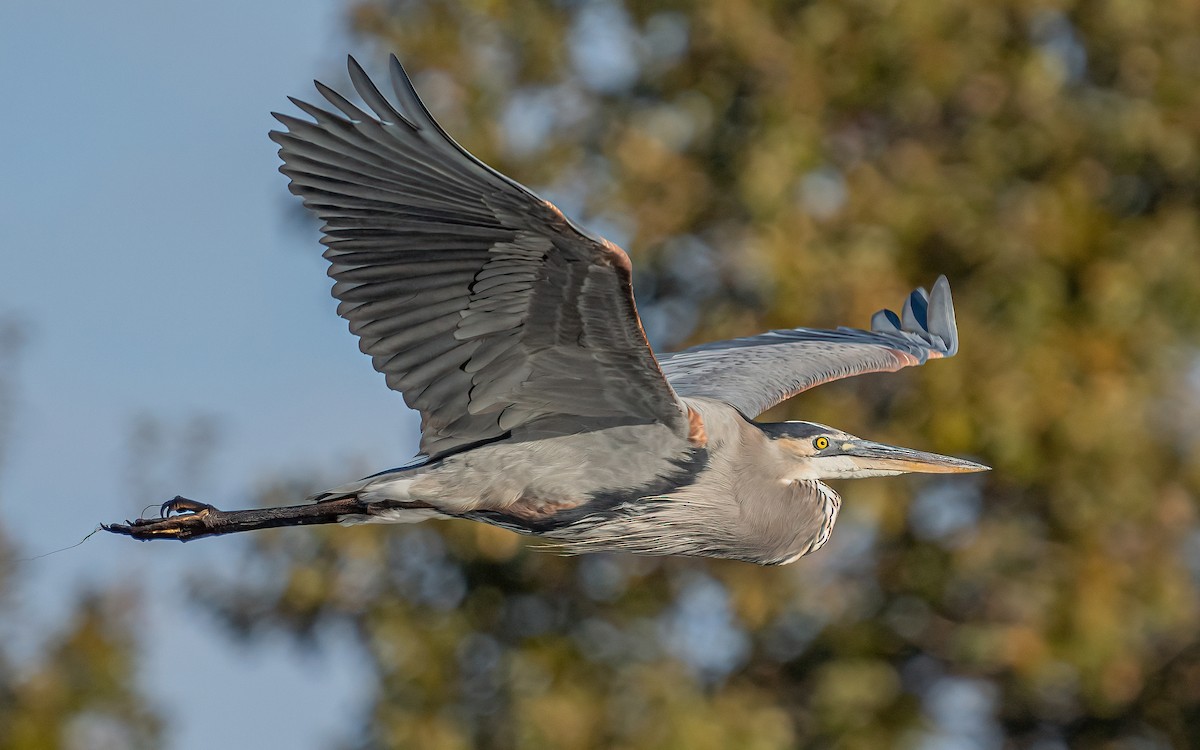 Great Blue Heron (Great Blue) - Wouter Van Gasse