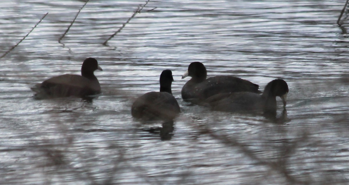 American Coot - ML53112681