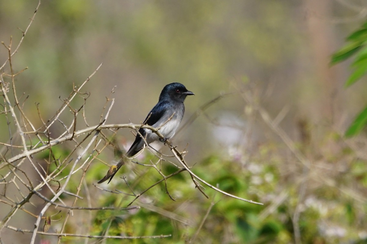 Drongo Ventriblanco - ML53112691