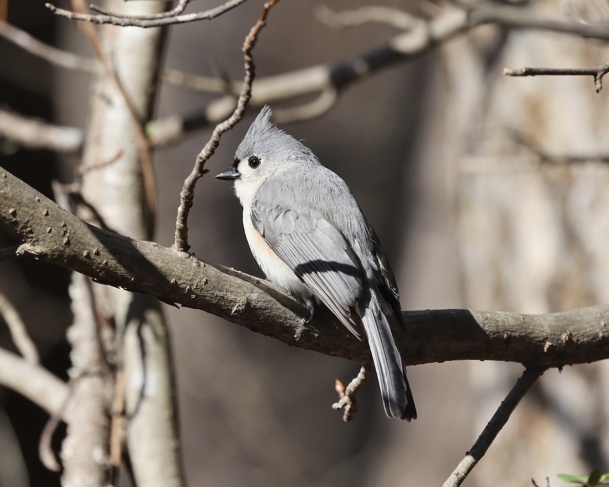 Tufted Titmouse - ML531127321