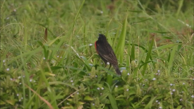Red-breasted Meadowlark - ML531127951