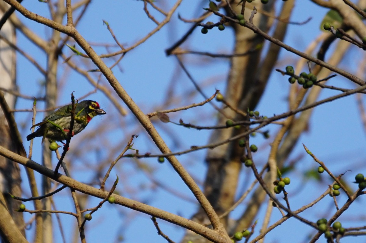 Coppersmith Barbet - ML53112841