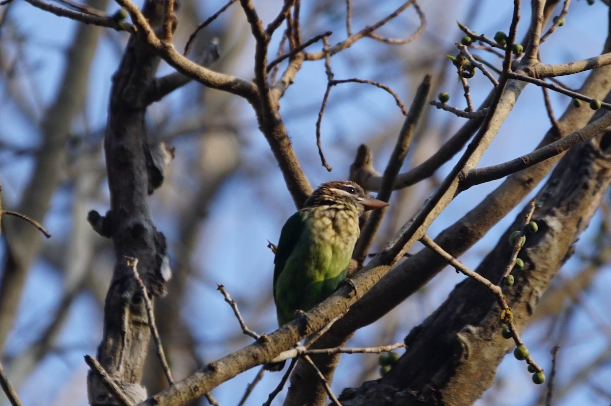 White-cheeked Barbet - Nevine Jacob