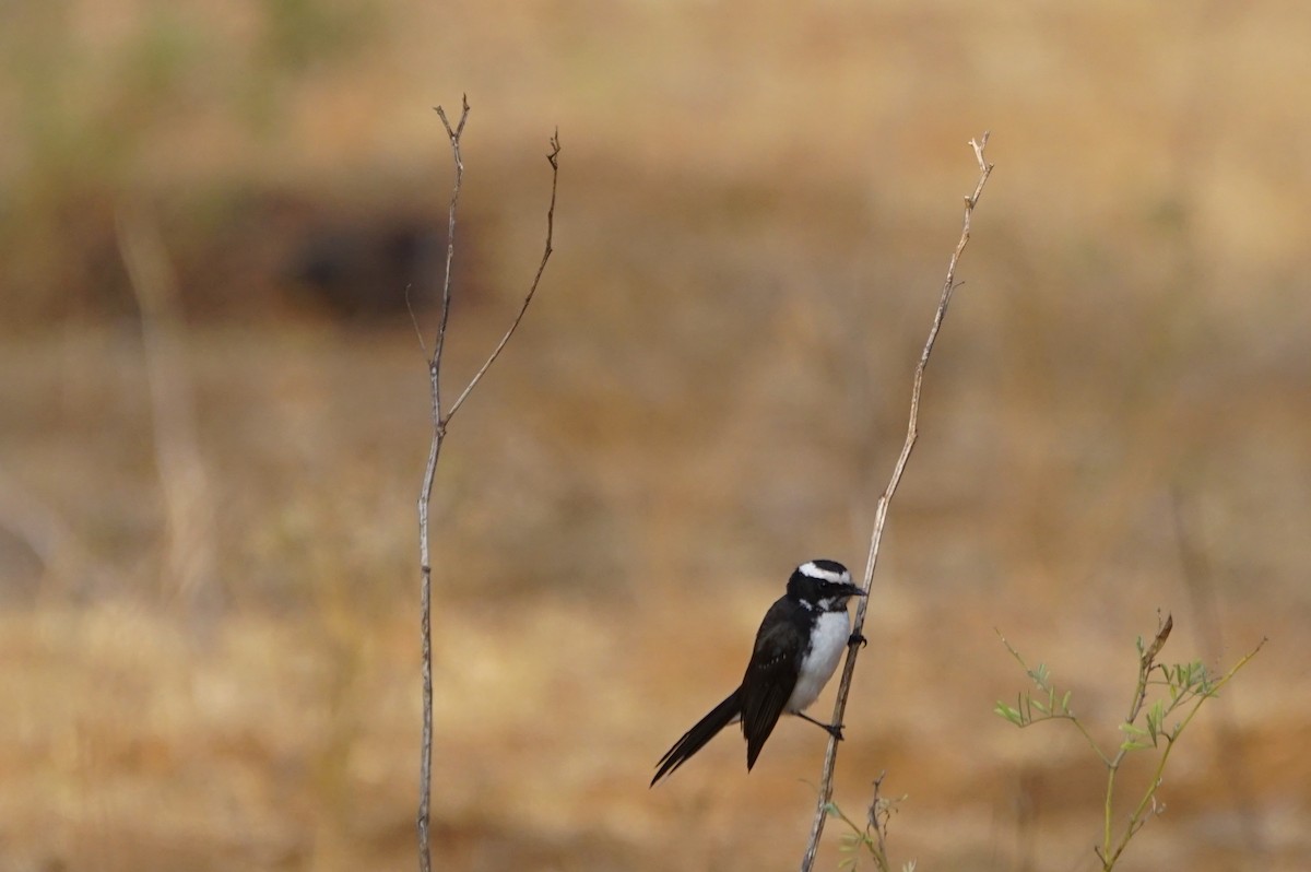 White-browed Fantail - Nevine Jacob