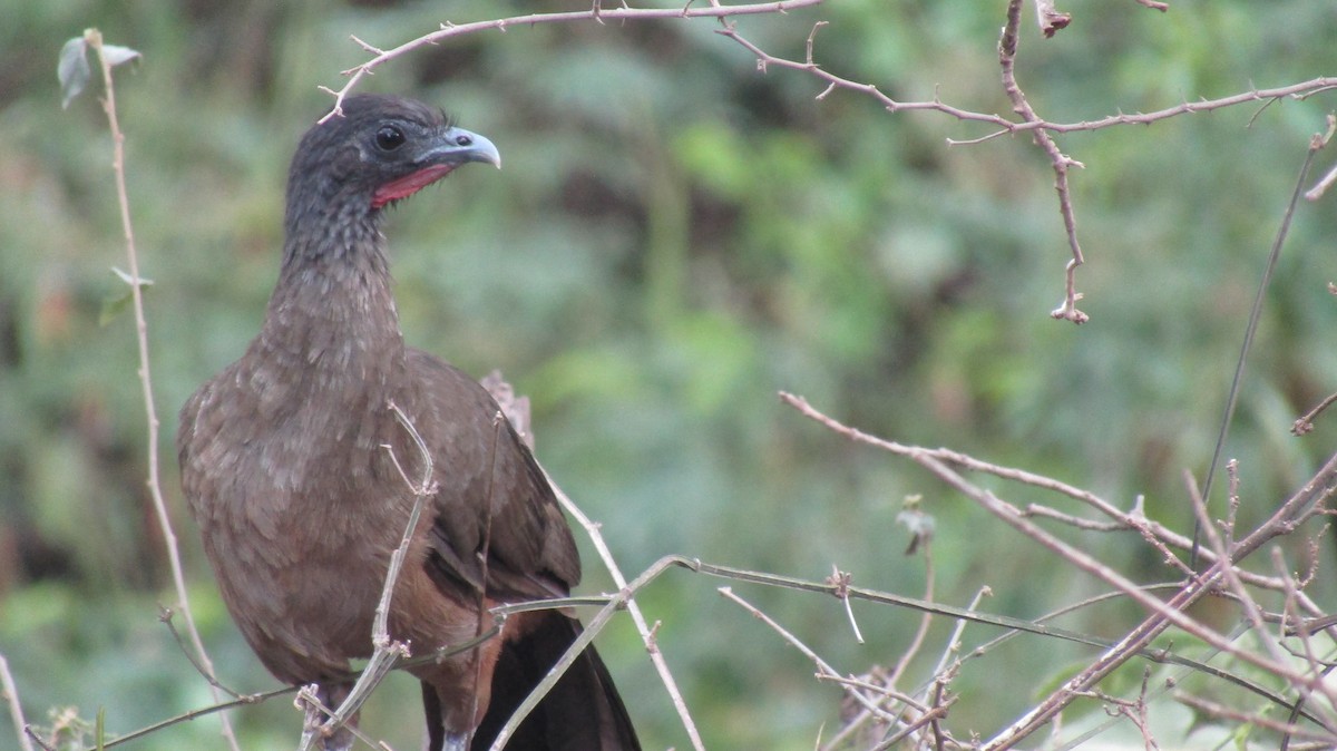 Rufous-vented Chachalaca - ML531129481