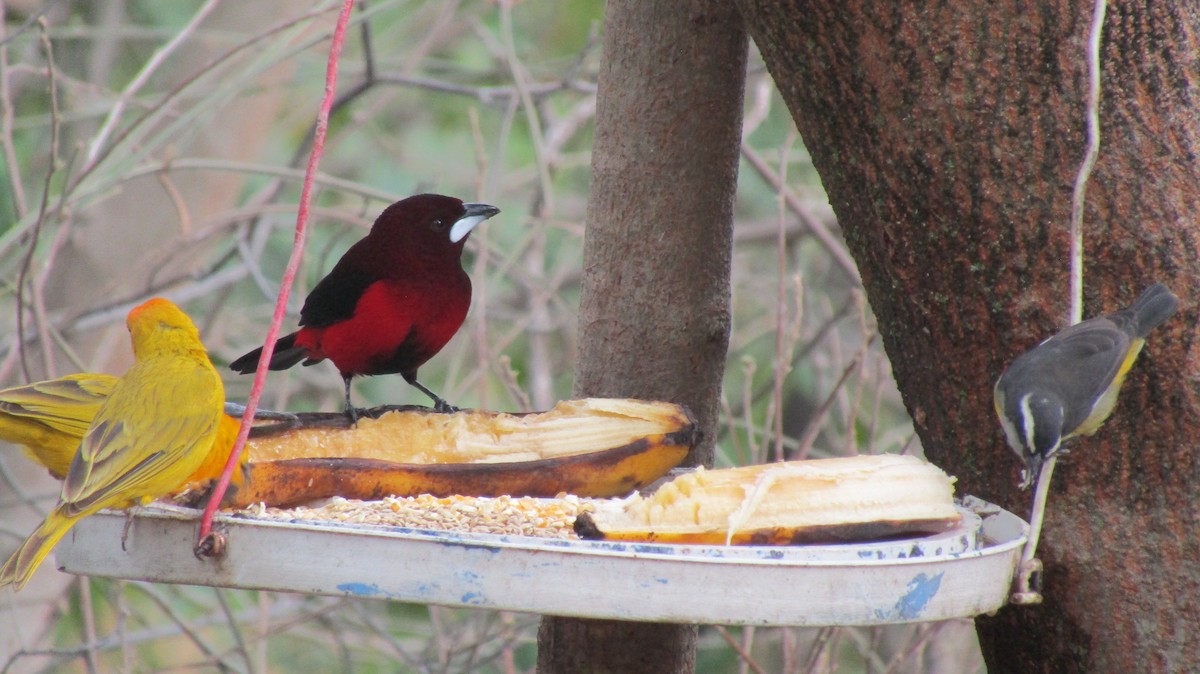 Crimson-backed Tanager - ML531130001