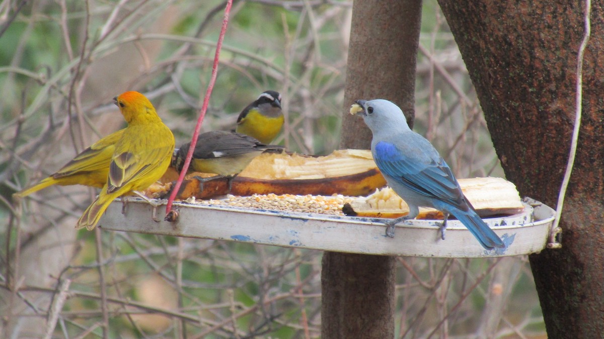 Blue-gray Tanager - ML531130031