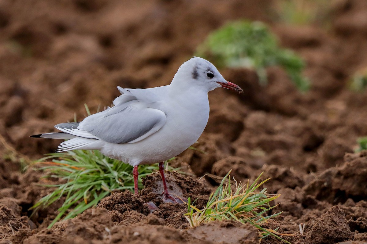 Black-headed Gull - ML531130331