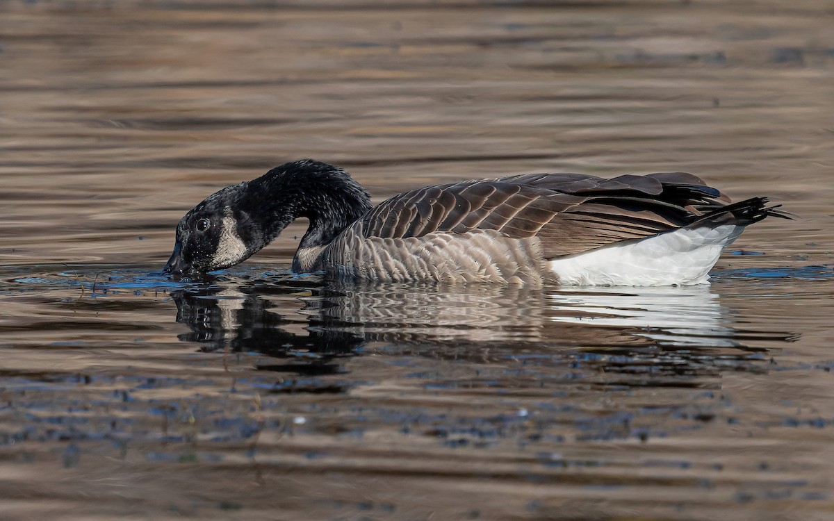 Canada Goose (moffitti/maxima) - Wouter Van Gasse
