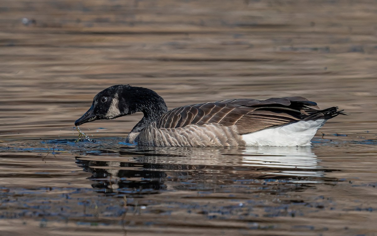 Canada Goose (moffitti/maxima) - ML531131141