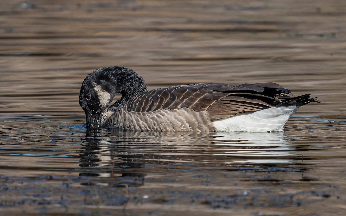 Canada Goose (moffitti/maxima) - ML531131171