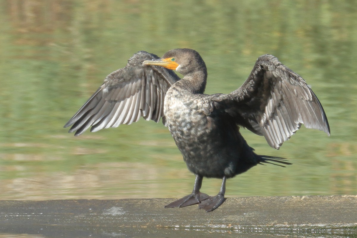 Double-crested Cormorant - ML531131791
