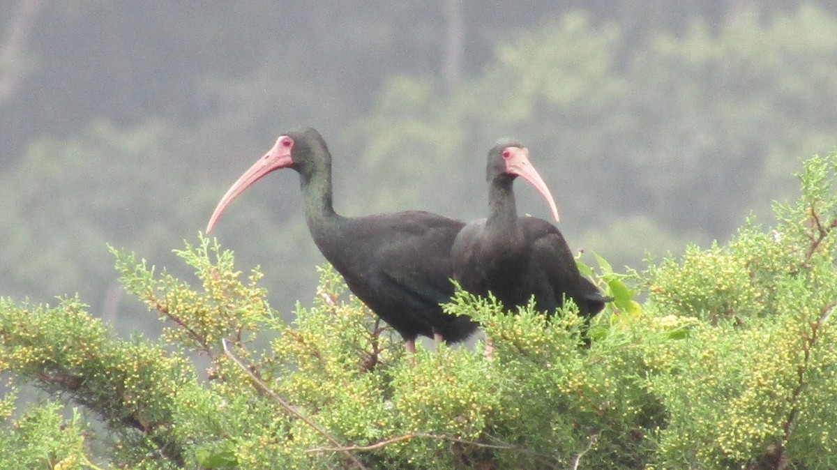 Bare-faced Ibis - ML531132651