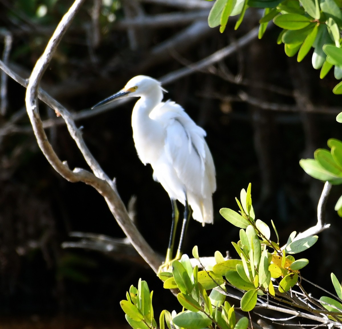 Snowy Egret - ML53113281