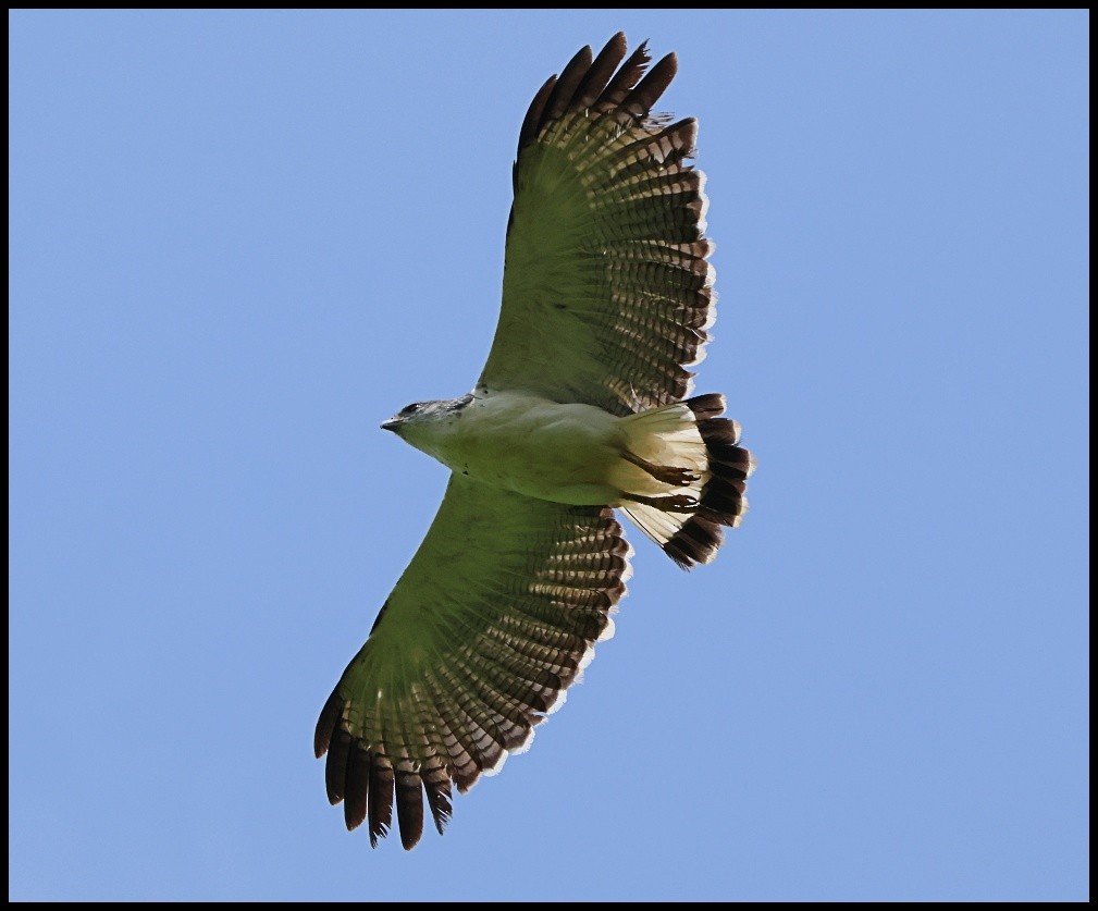 Gray-backed Hawk - ML531133531