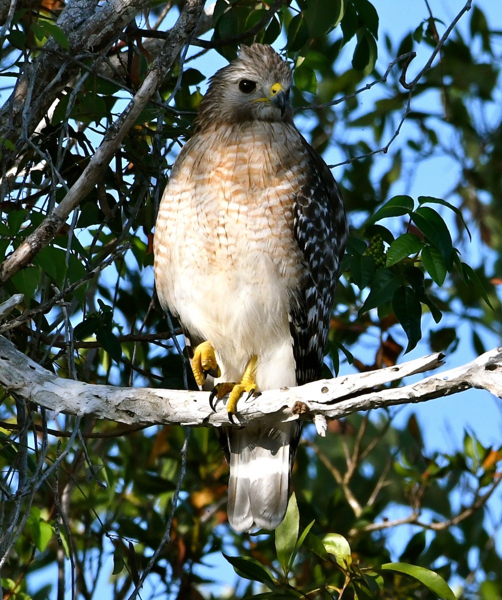 Red-shouldered Hawk - ML53113361