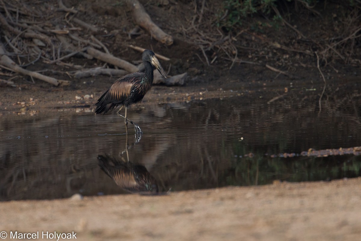 African Openbill - ML531135341