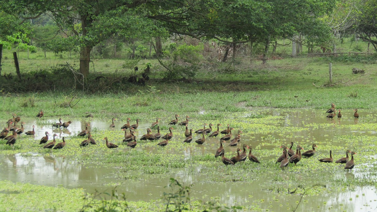 Black-bellied Whistling-Duck - ML531135961