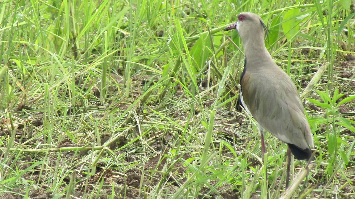 Southern Lapwing - ML531136021