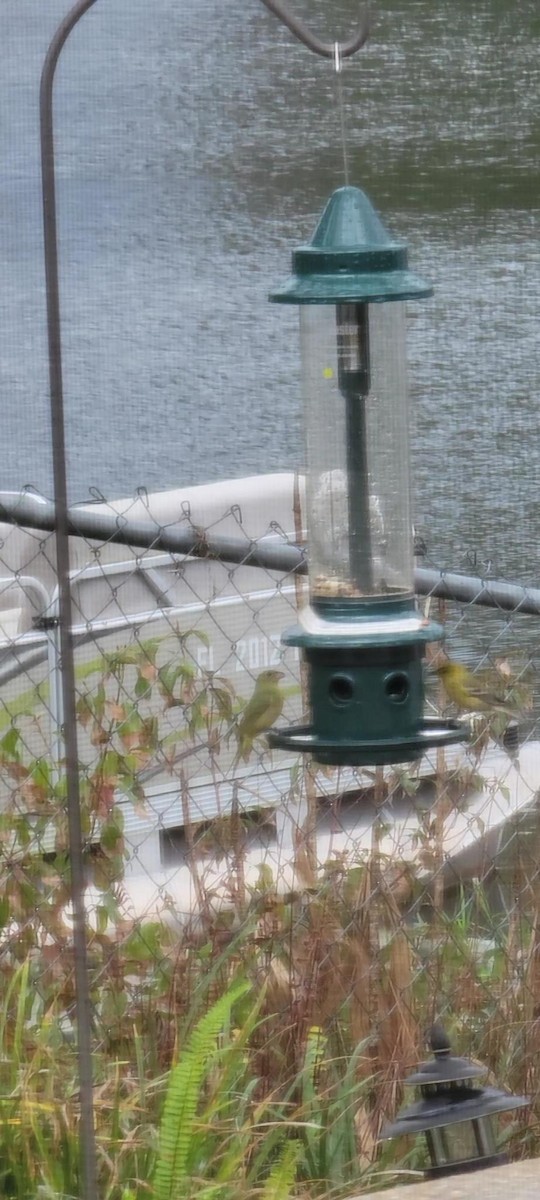 Painted Bunting - ML531136171