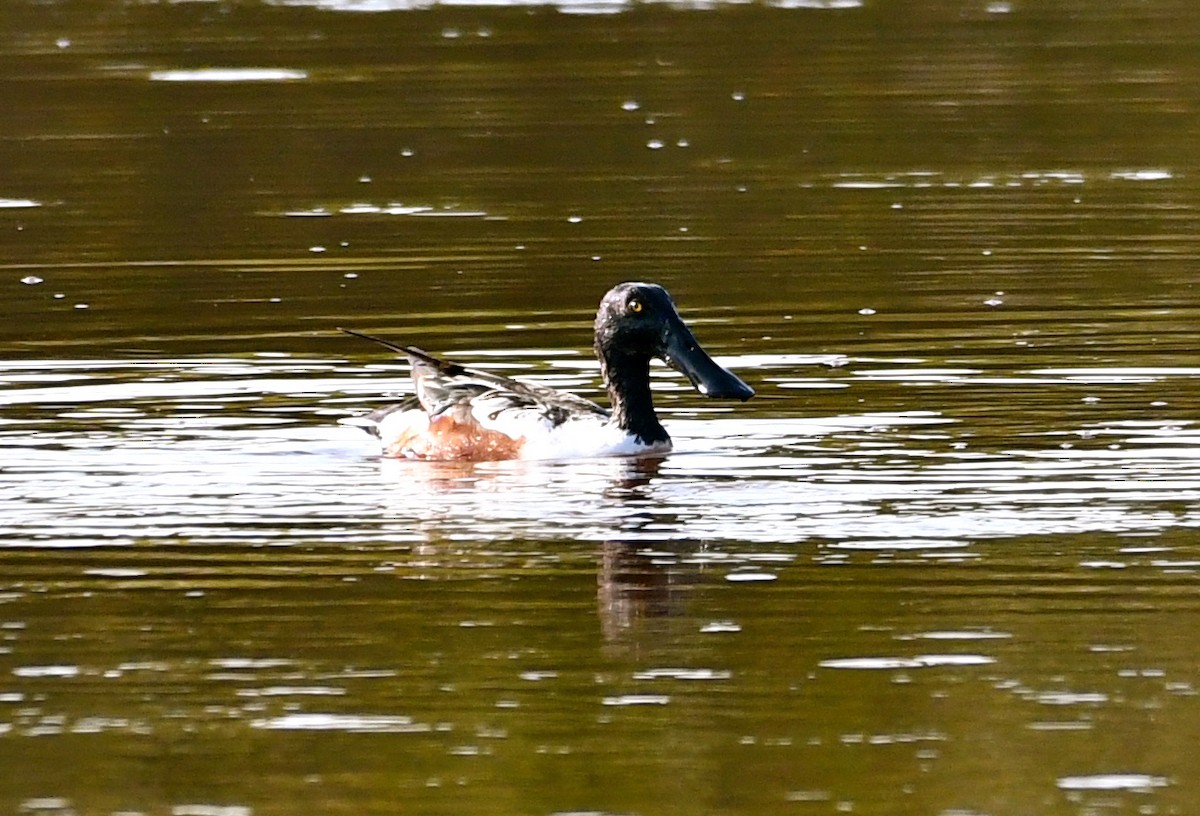 Northern Shoveler - ML53113631