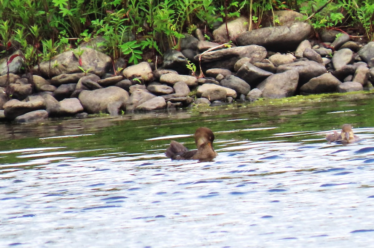 Hooded Merganser - ML531136381