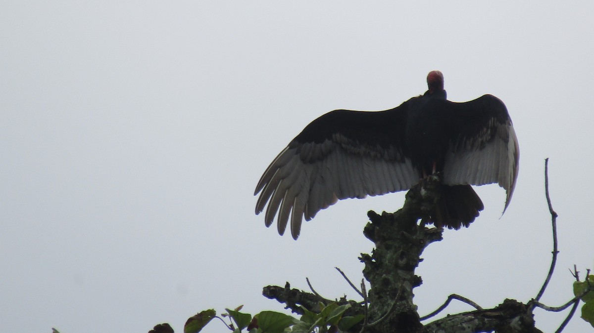 Turkey Vulture - ML531136401