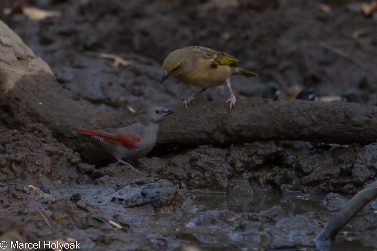 Red-winged Pytilia - Marcel Holyoak