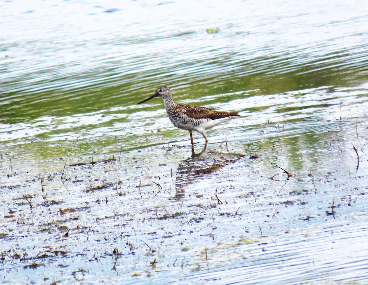 Greater Yellowlegs - ML531136621