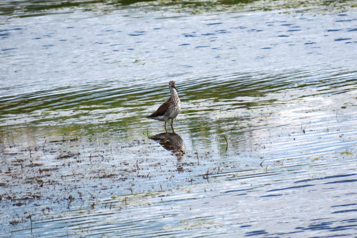 Greater Yellowlegs - ML531136641