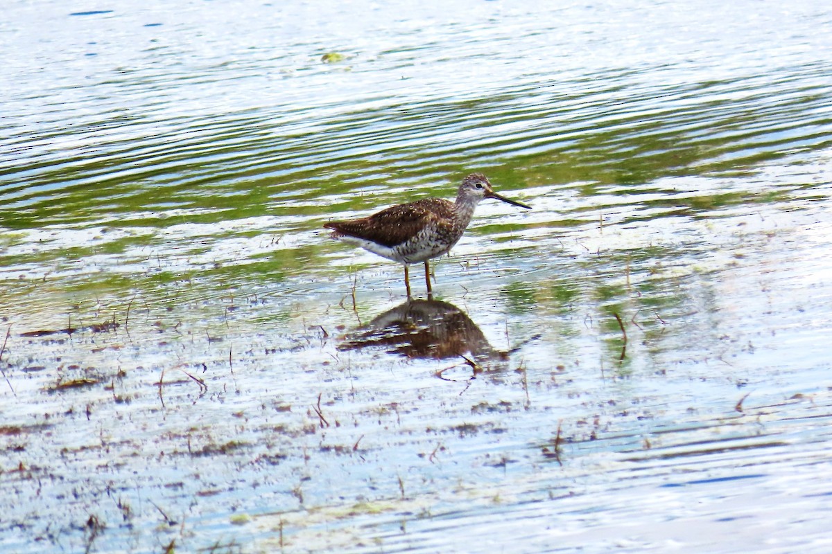 Greater Yellowlegs - ML531136651