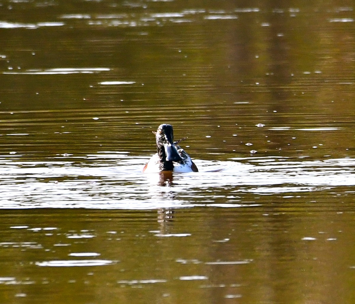 Northern Shoveler - ML53113681