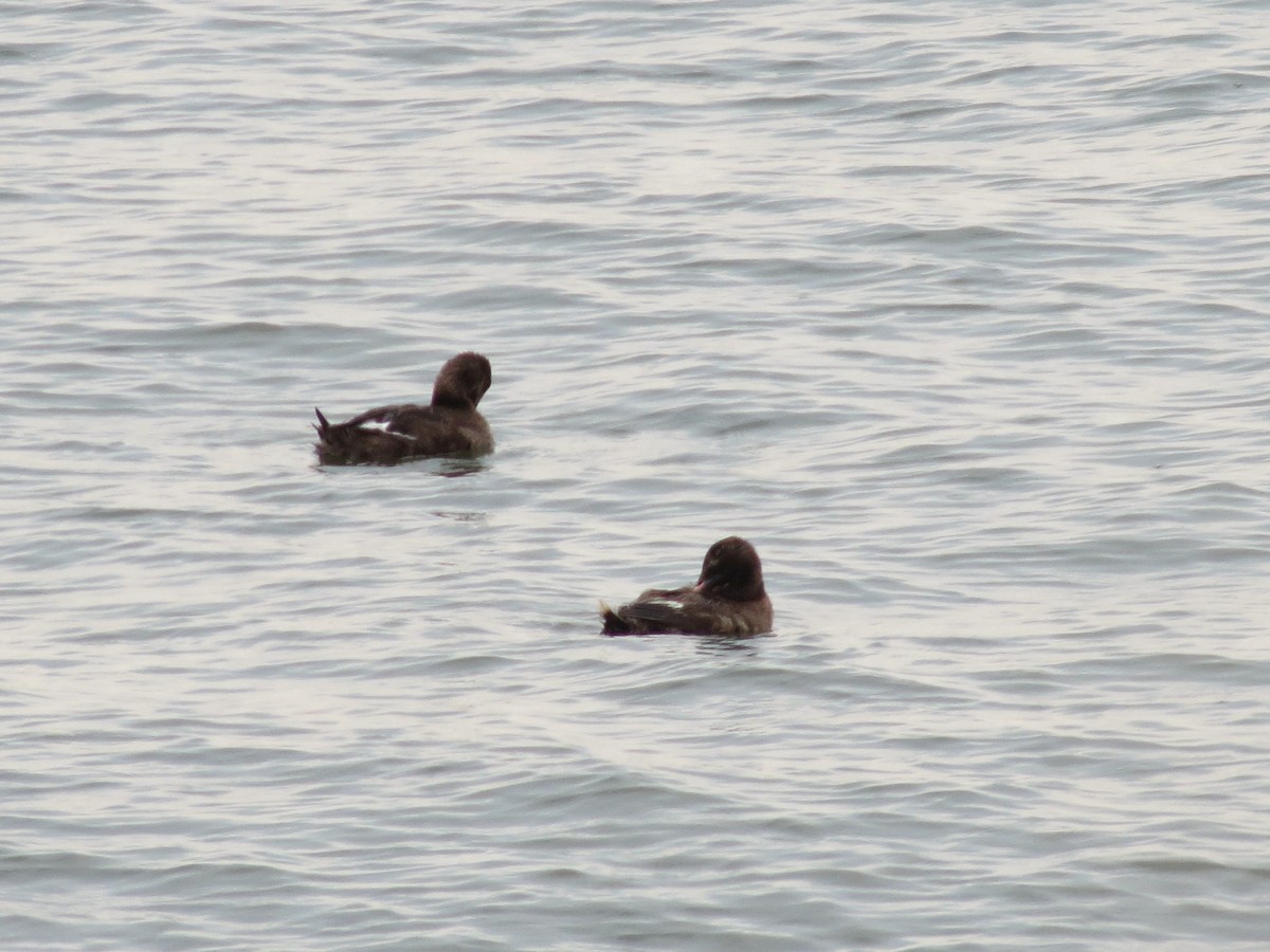 White-winged Scoter - ML531136981