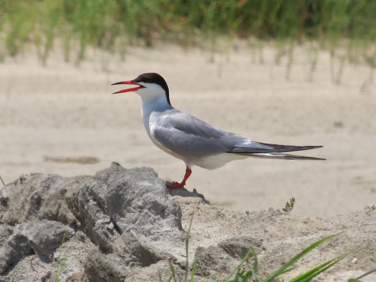 Common Tern - ML531137481