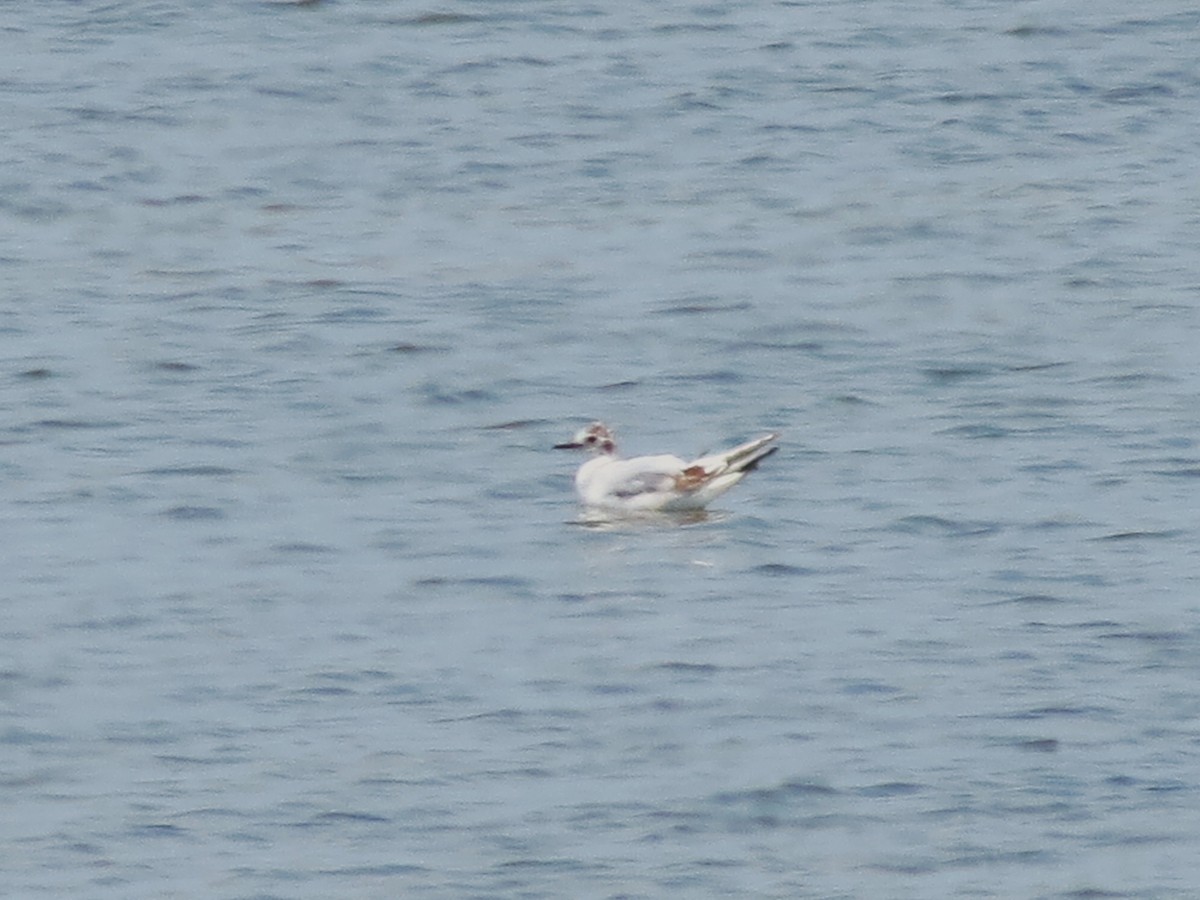 Bonaparte's Gull - ML531139501