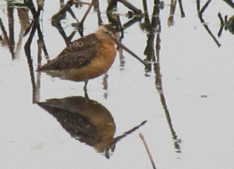 Long-billed Dowitcher - ML531139791