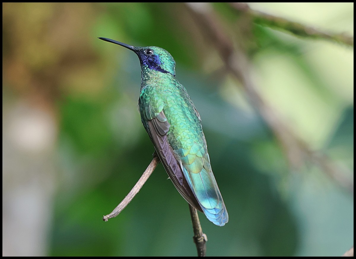 Colibrí Rutilante - ML531139991