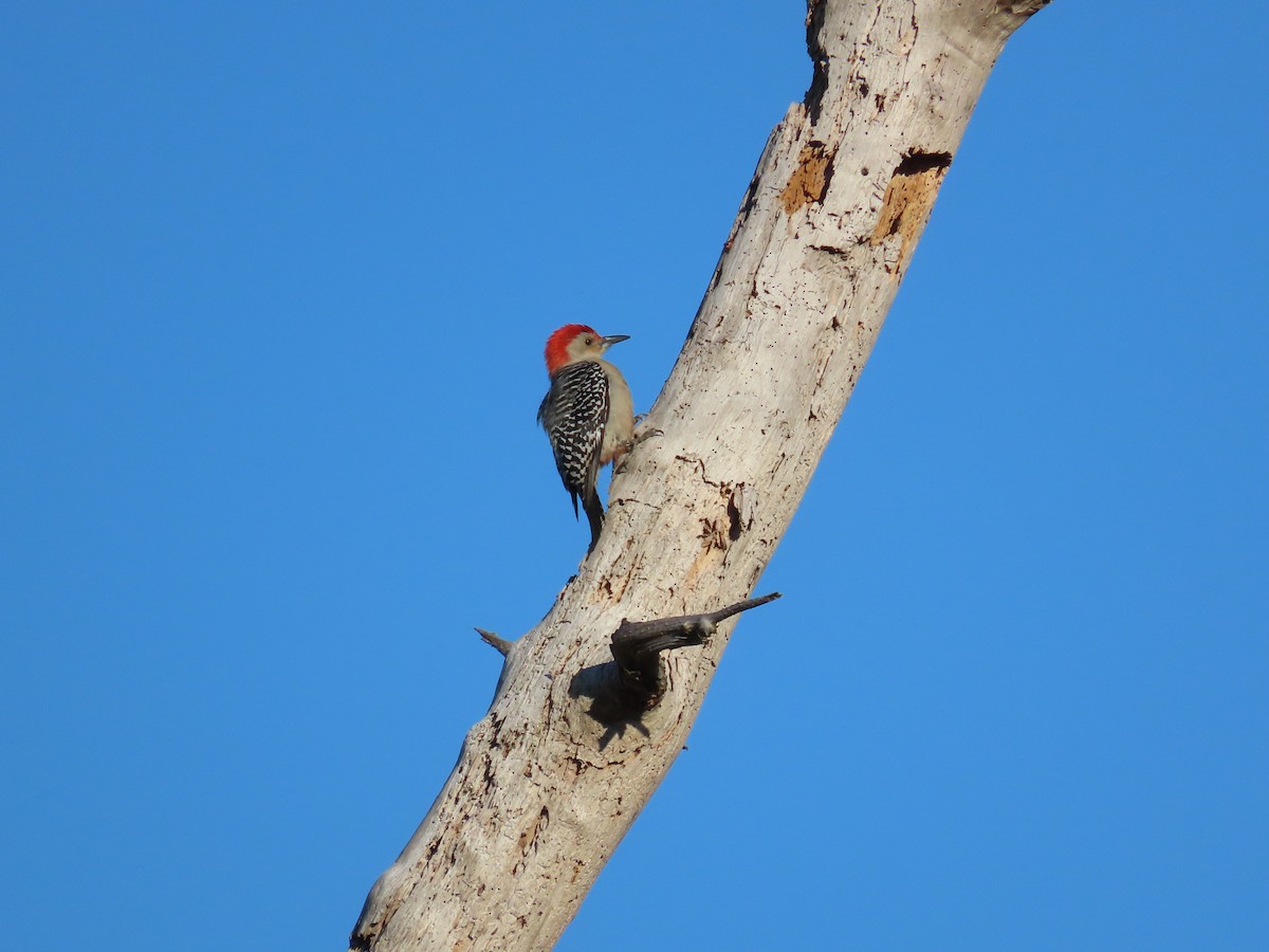 Red-bellied Woodpecker - ML531141671