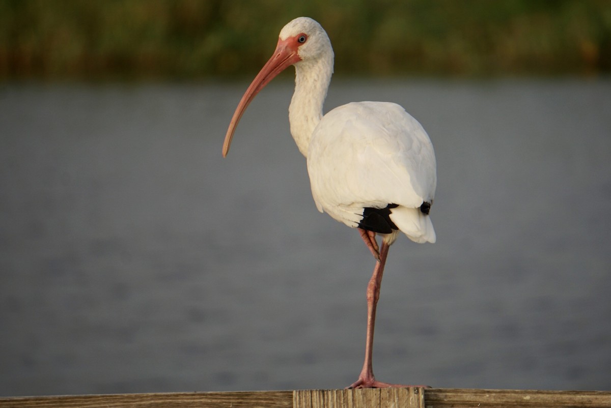 ibis bílý - ML531142311
