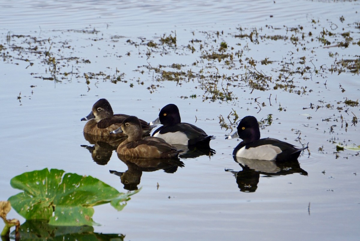 Ring-necked Duck - Brittany Roy